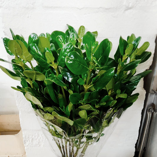 Pittosporum Brilliantina (55cm) (×10 Stems)