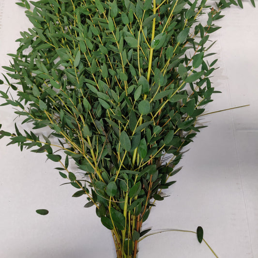Pre-order Eucalyptus Parviflora Bunch (300g) (60-70cm)