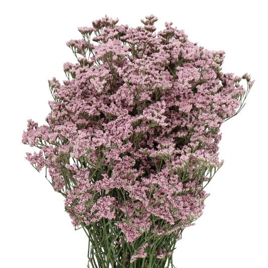 Limonium Fine Pink (×5 Stems) (60cm)