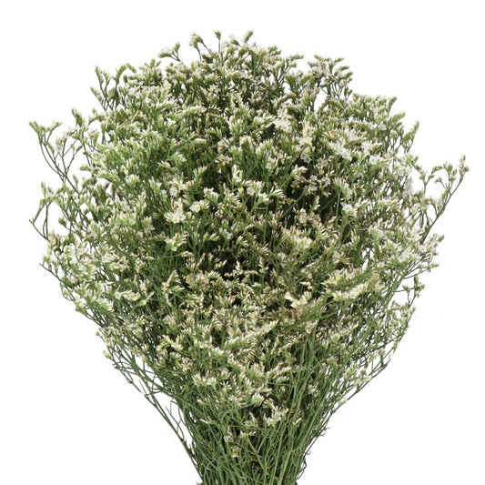 Limonium Fine White (×5 Stems) (60cm)