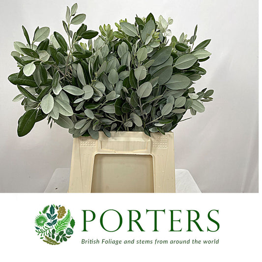 Pittosporum Ralfi Bunch (50-60cm) (×10 Stems)