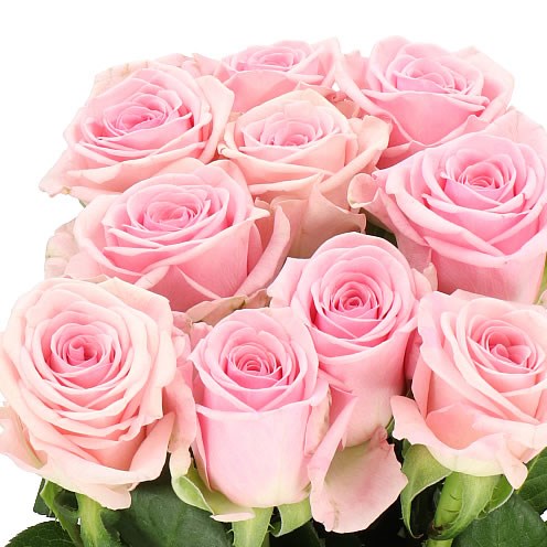 Rose Light Pink Heaven (×10) 60cm