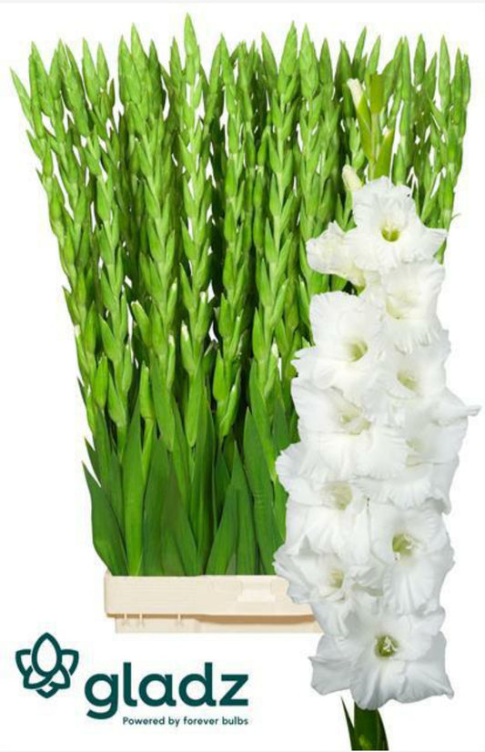 Gladiola Essential White (10 Stems) (90cm+)