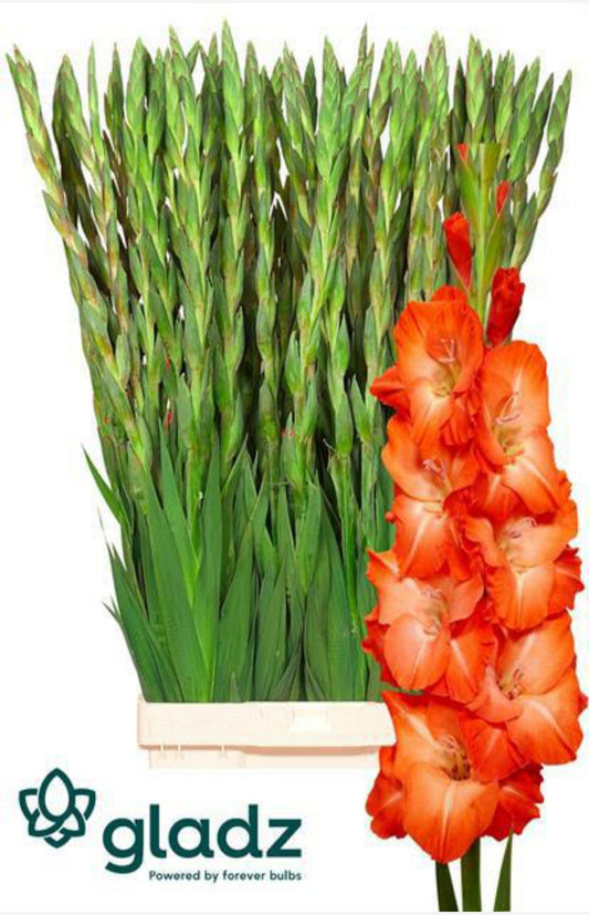 Gladiola Stormy Orange (10 Stems) (90cm+)