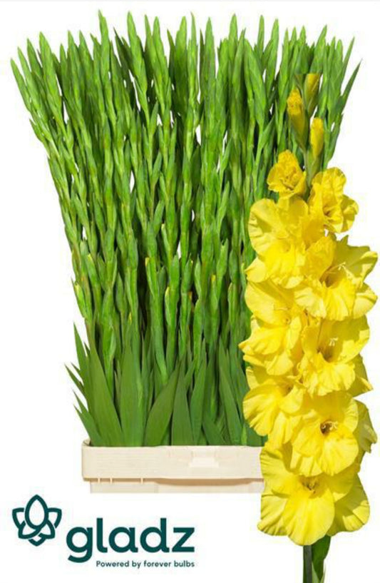 Gladiola Bra Val Yellow (10 Stems) (90cm+)