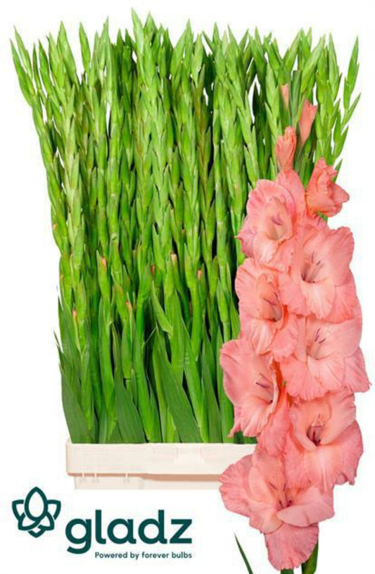 Gladiola Suger Babe Pink (10 Stems) (90cm+)