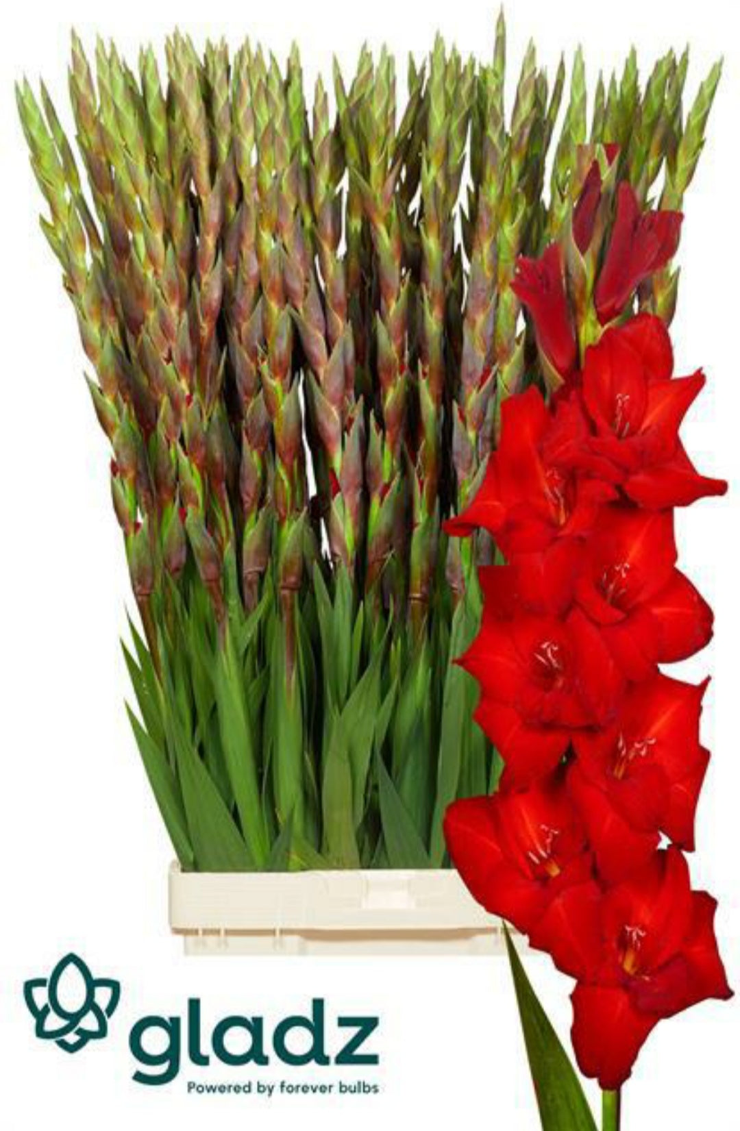 Gladiola Balance Red (10 Stems) (90cm+)