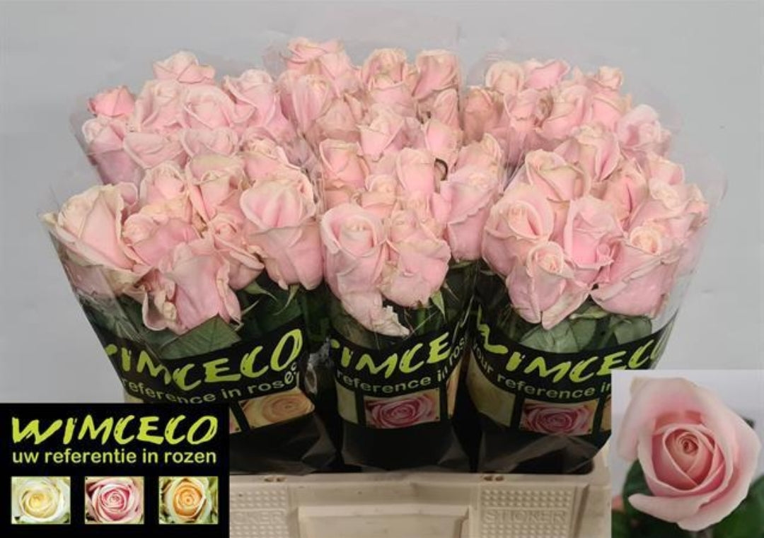 Rose Sweet Avalanche (×10) 50-60cm