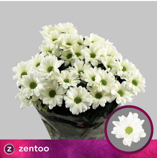 Chrysanthemum Cream Prosecco Bunch (70cm)(×5 Stems)