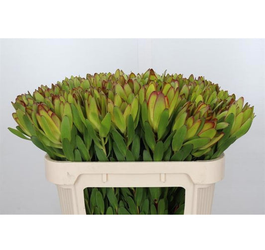 Leucadendron Gold Strike (60cm) (10 Stems)