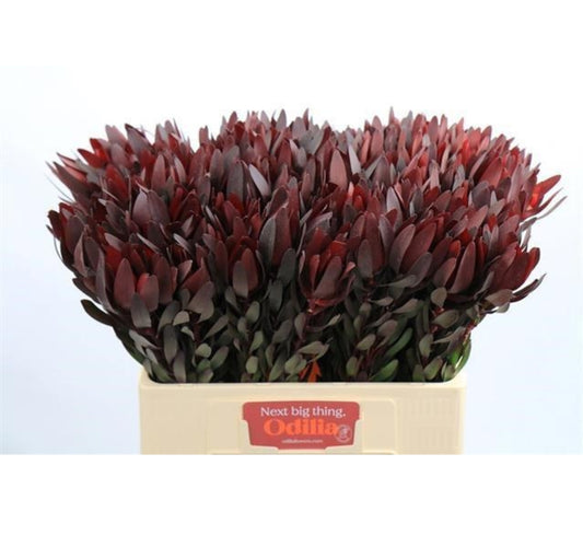 Leucadendron Safari Sunset (60cm) (10 Stems)