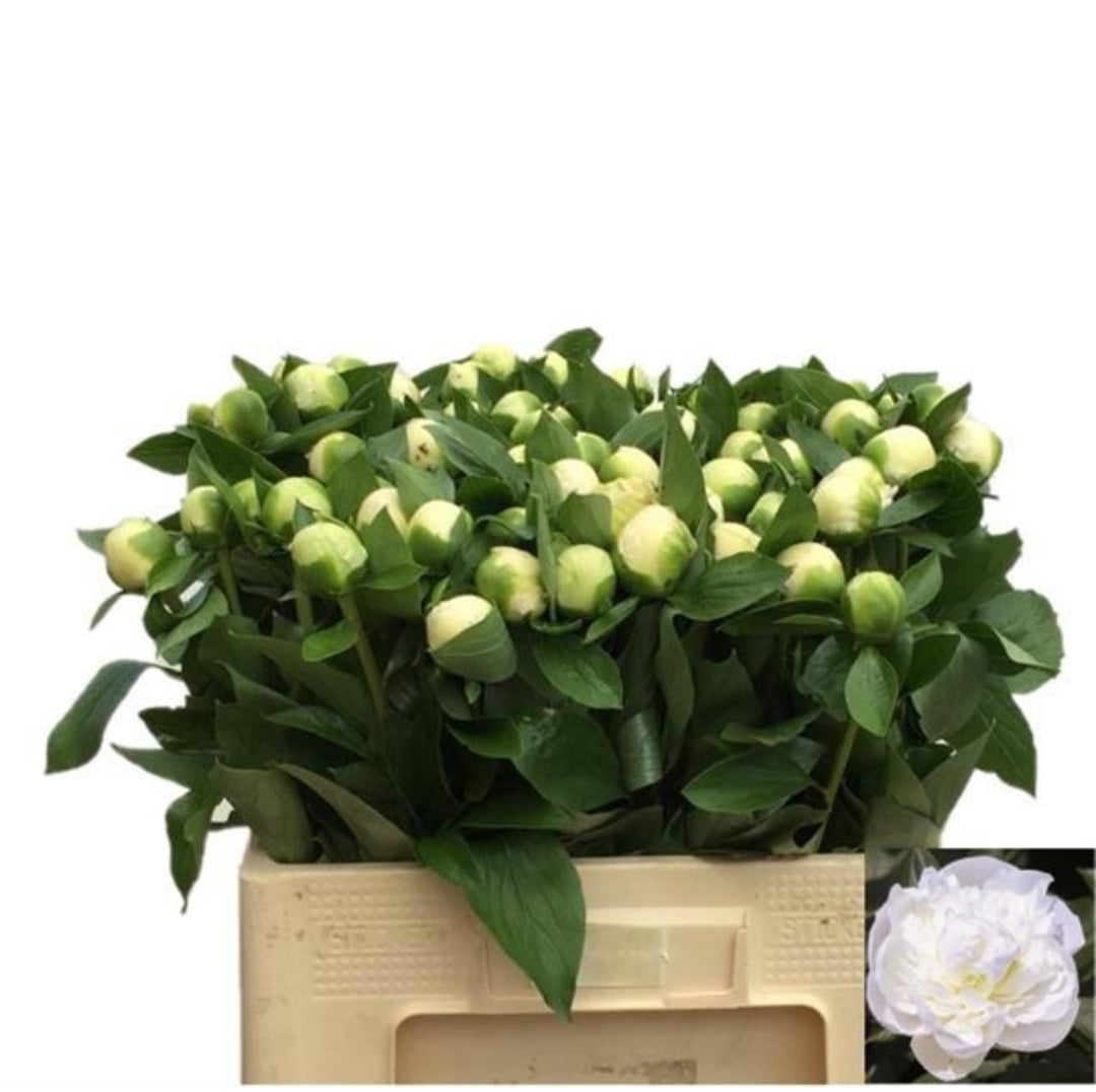 Peony White (5 Stems)