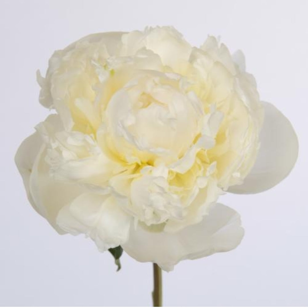 Peony White (5 Stems)