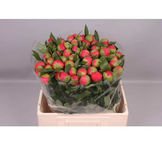 Peony Coral (5 Stems)