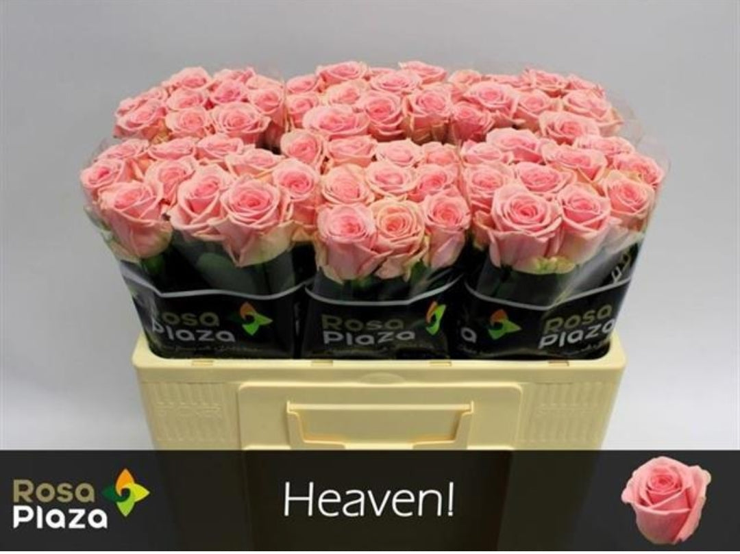 Rose Heaven (×10) 50-60cm