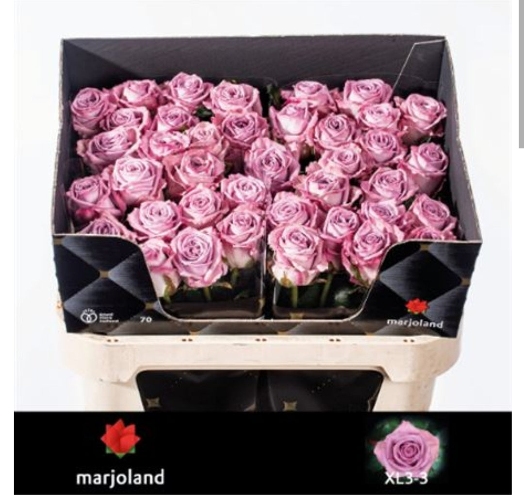 Rose Nayeli (×10) 60cm