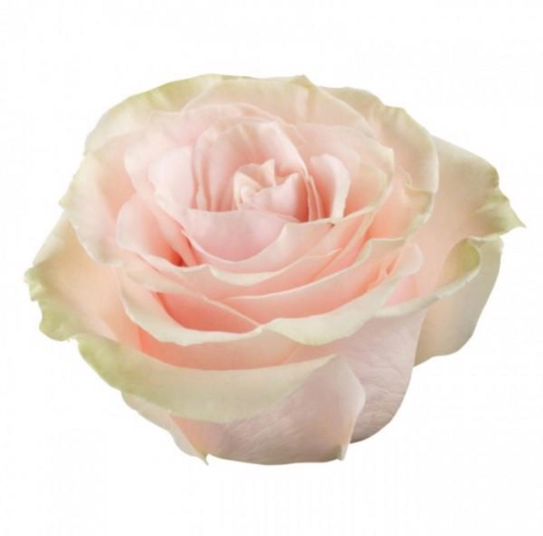 Rose Pink Mondial (20 Stems) 60cm