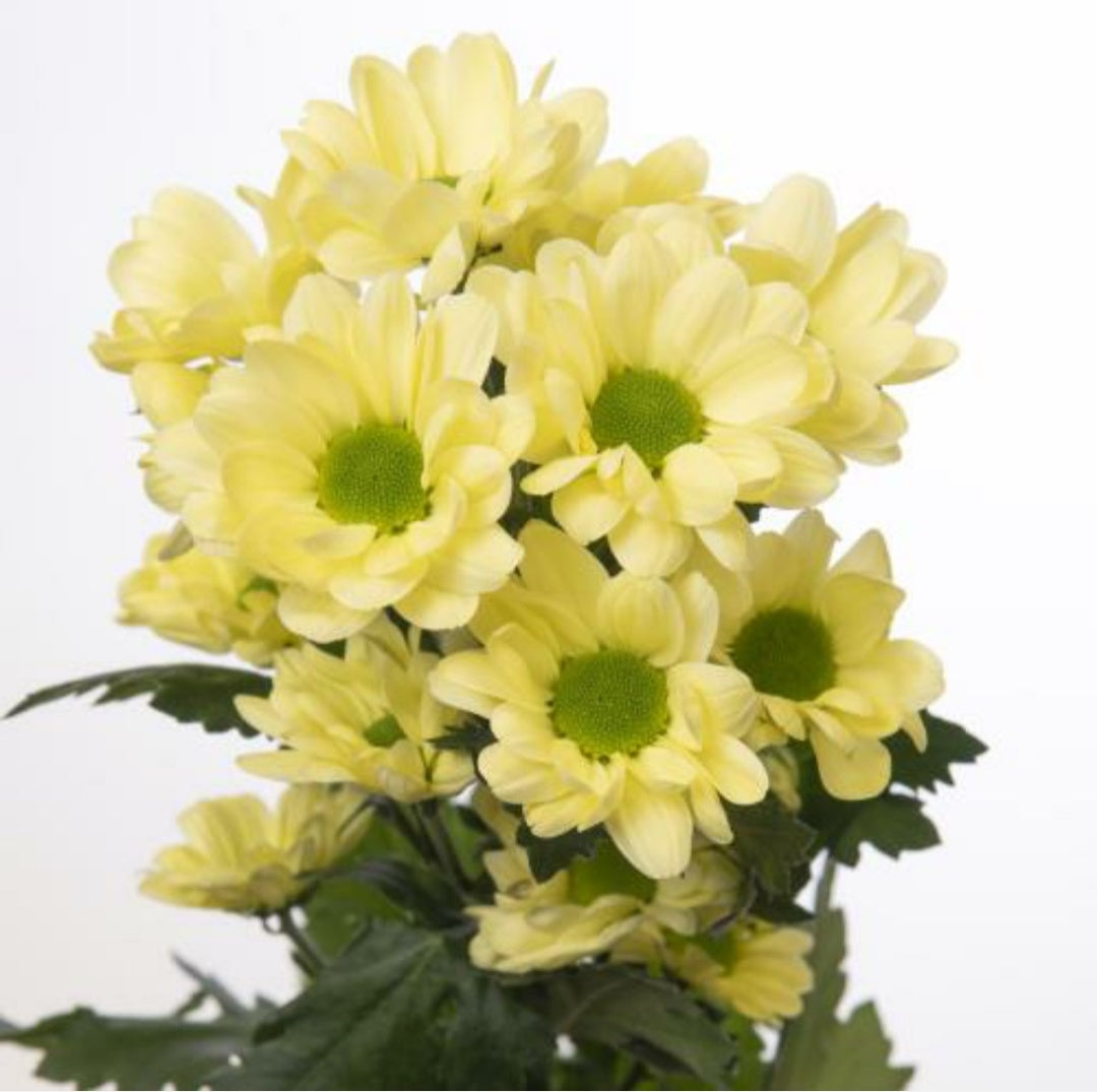 Chrysanthemum Cream Bunch (70cm)(×5 Stems)