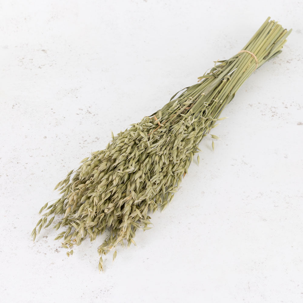 Dried Oats Natural Green (60cm+) (100stems)