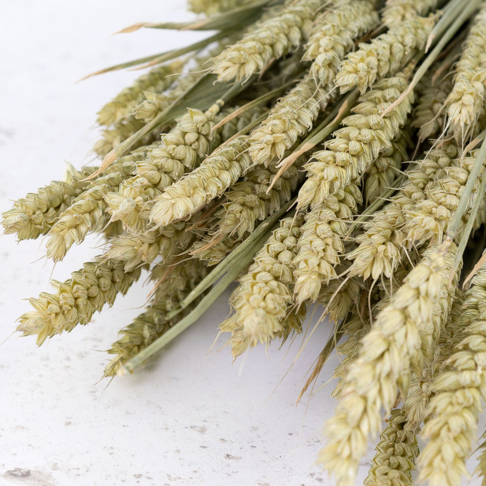 Dried Wheat Natural (100+ Stems)