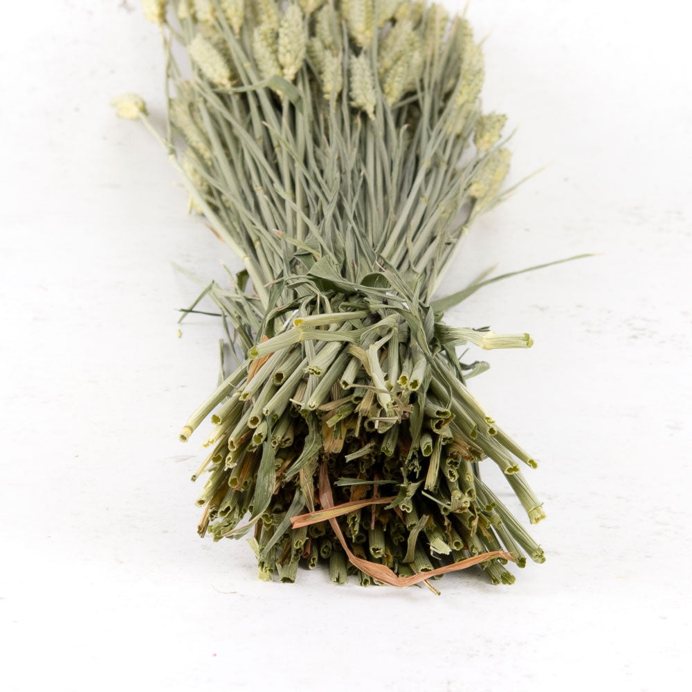 Dried Wheat Natural (100+ Stems)
