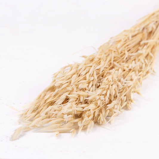 Dried Oats Bleached  (60cm+) (100stems)