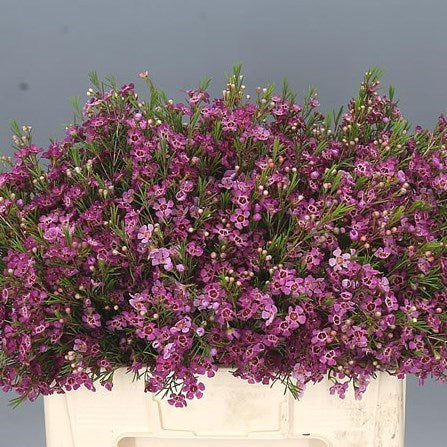 Waxflower Purple (×5 Stems) (60cm)