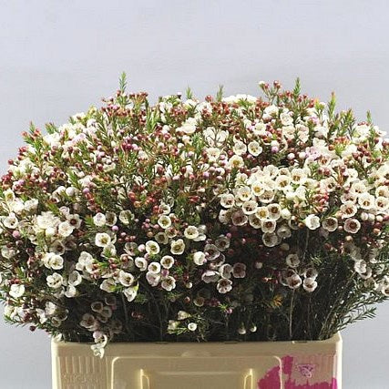 Waxflower White (×5 Stems) (60cm)