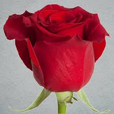 Valentines Day Freedom Roses (x20) (60-70cm)