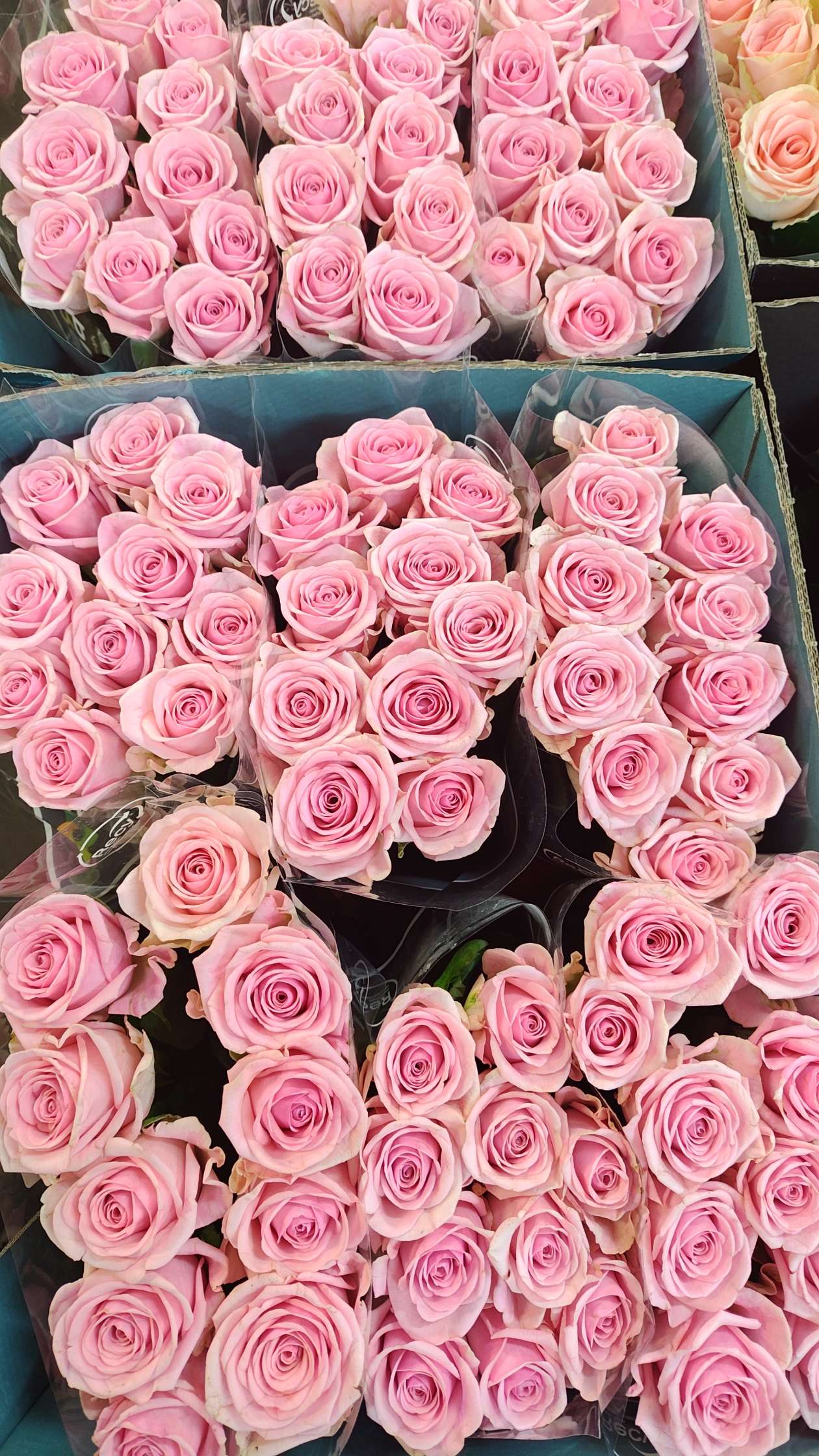 Rose Light Pink Heaven (×10) 60cm