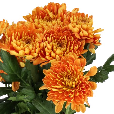 Chrysanthemum Bellavista Orange Bloom (X10) (60-70cm)
