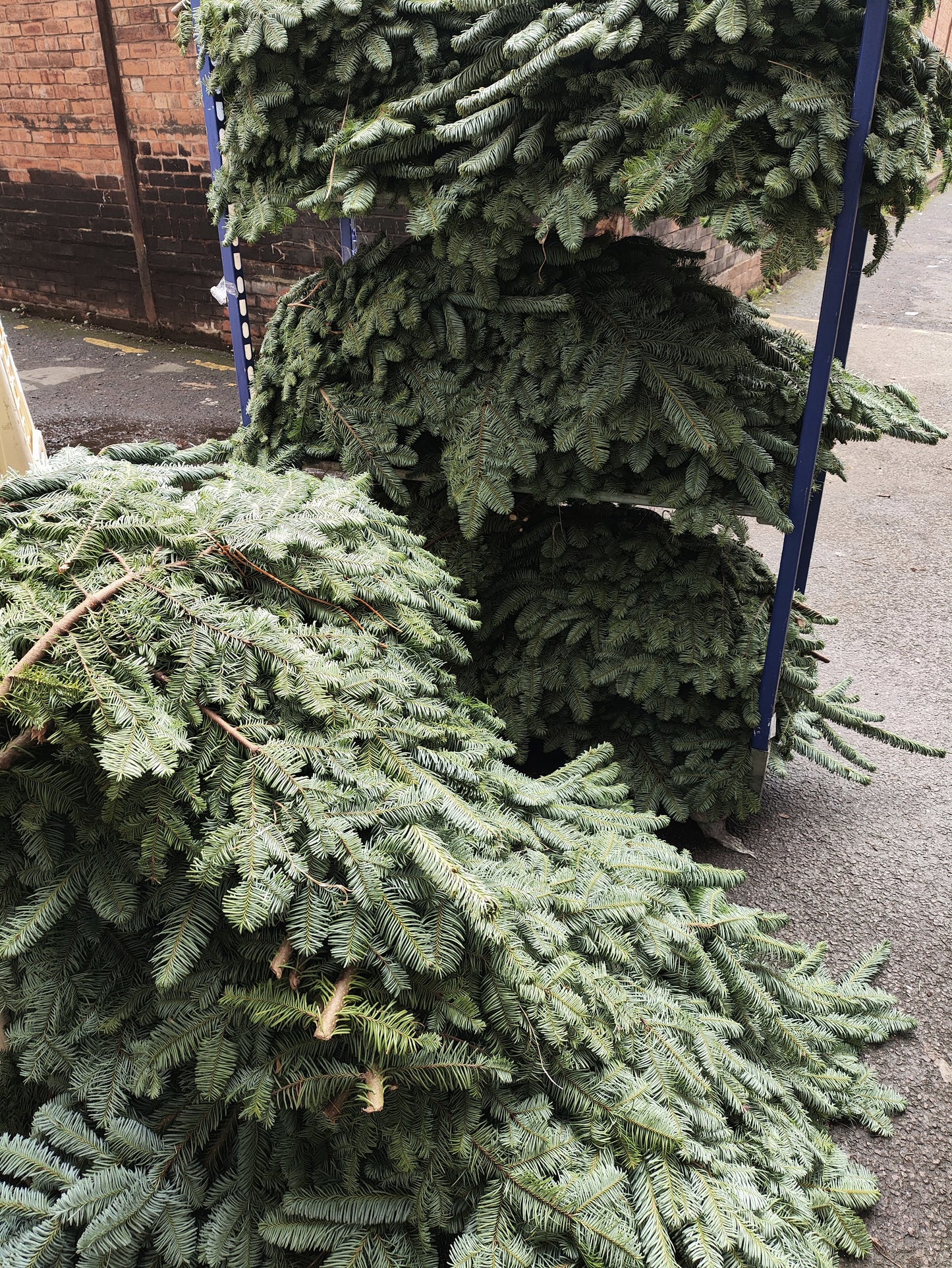 Blue Spruce For Wreath Making, 6KG+ Bundles (Nobilis Blue Spruce) Collection or Local Delivery Only