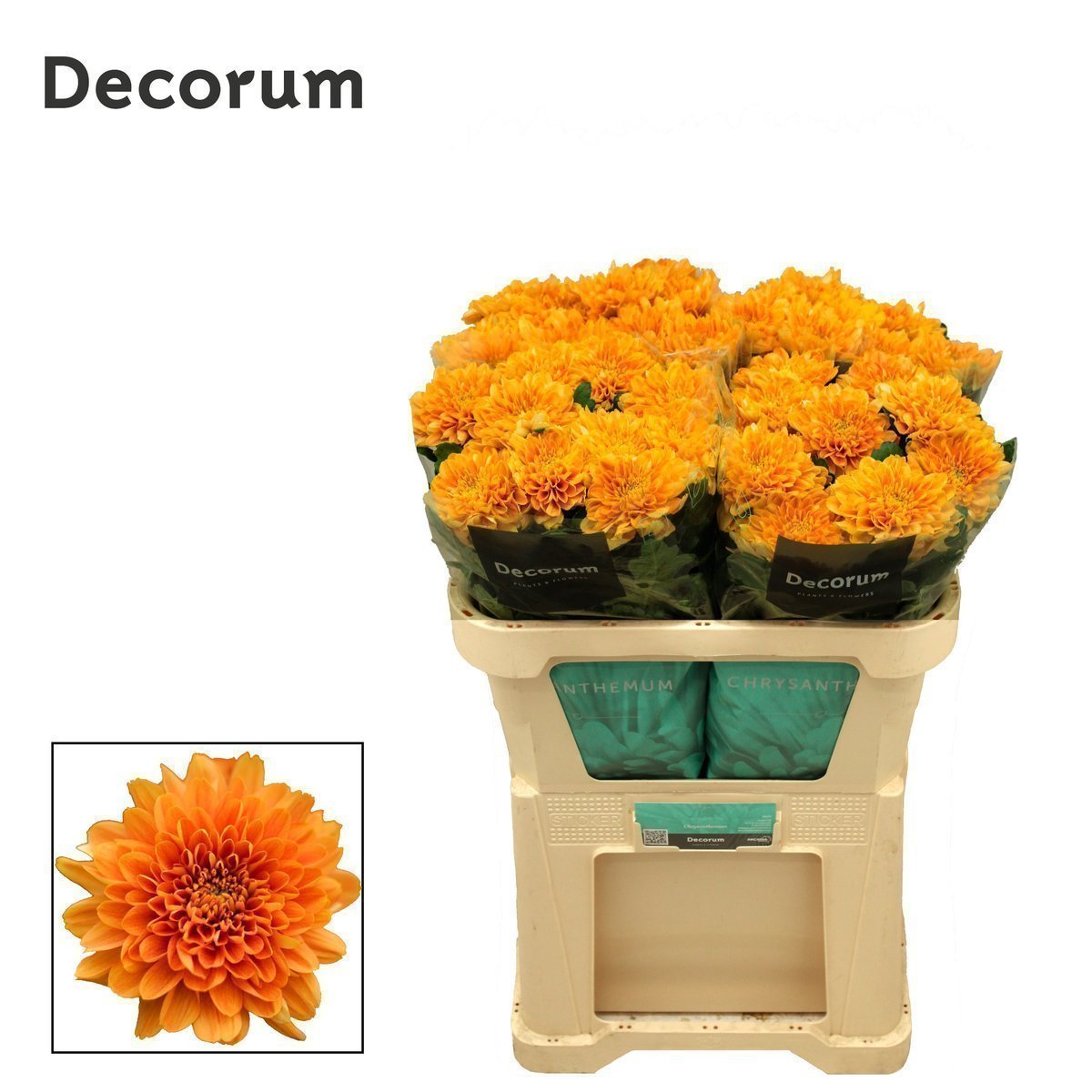 Chrysanthemum Kalimba Orange Bloom (X10) (60-70cm)