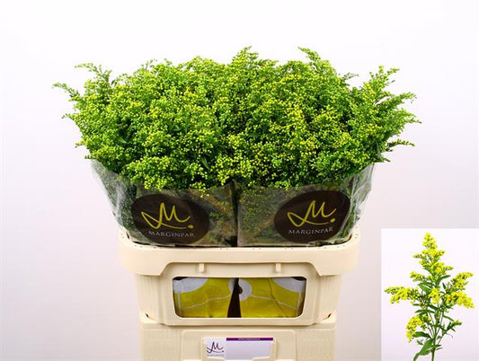 Solidago Flower (×5 Stems) (60cm)