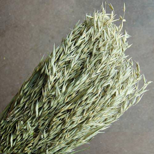 Dried Natural Green Oats (100+ Stems)