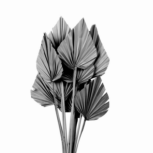Gray Dried Palm Spear (×5 Stems)