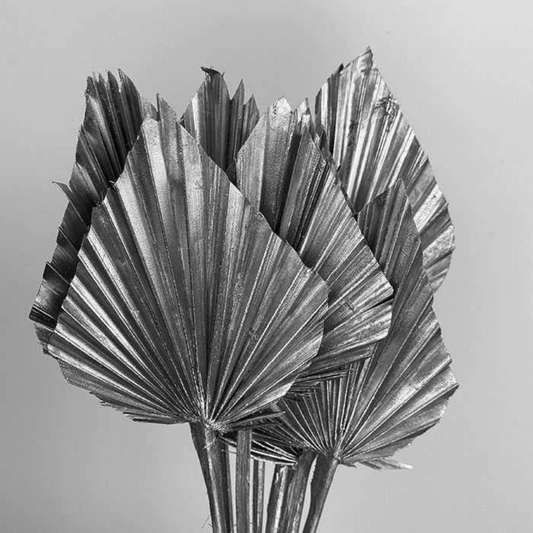 Silver Dried Palm Spear (×5 Stems)