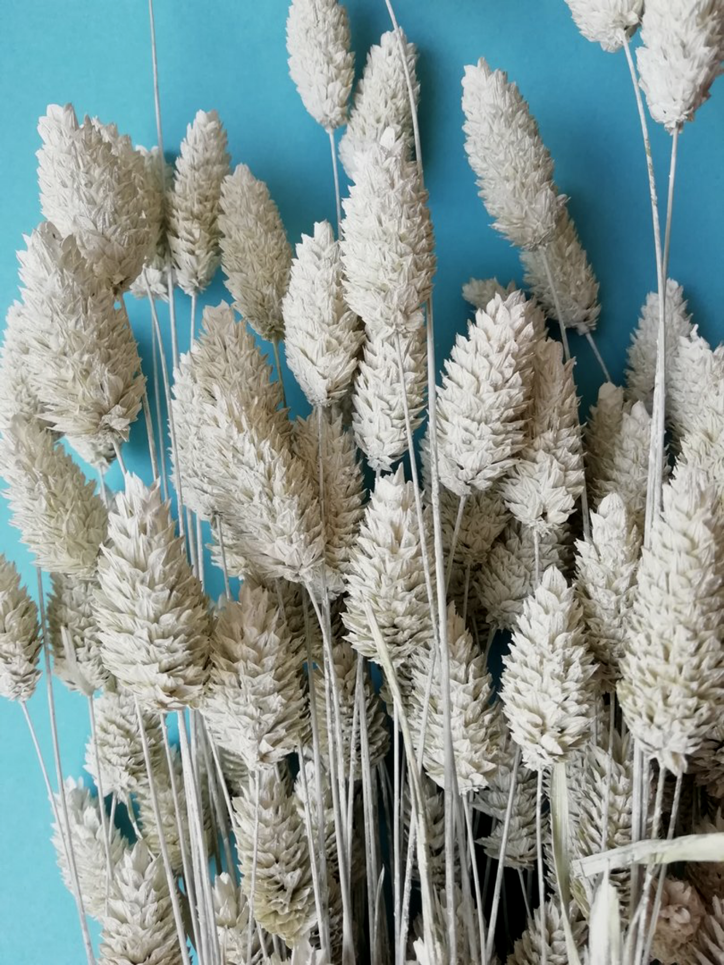 Dried Ivory White Phalaris Grass (Canary Grass) Bunch (100+ Stems)