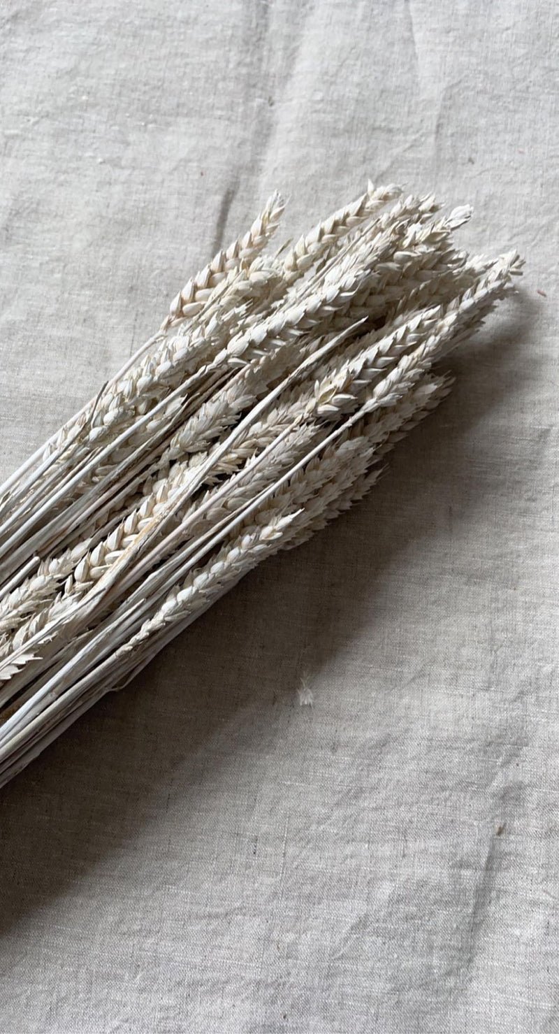 Dried White Wheat (100+ Stems)