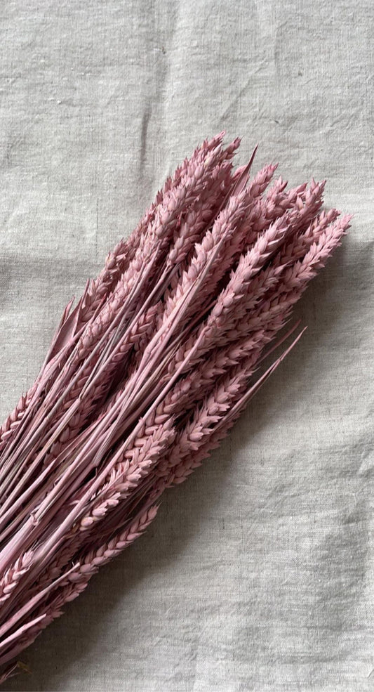 Dried Pink Wheat (100+ Stems)