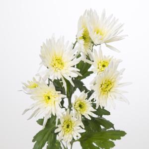 Chrysanthemum Delianne Bunch (70cm)(×5 Stems)