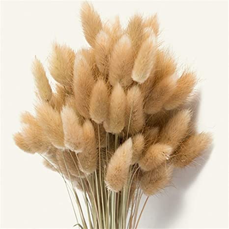 Natural Bunny Tail Bunch (100+)