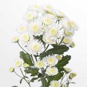 Chrysanthemum Stallion Bunch (70cm)(×5 Stems)