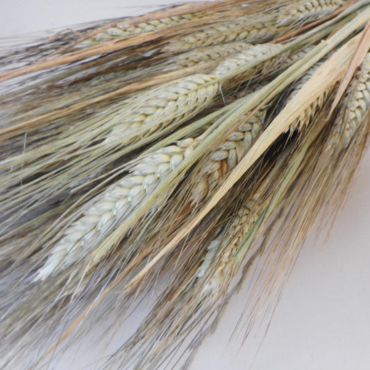 Dried Natural Wheat With Hairs (100+ Stems)