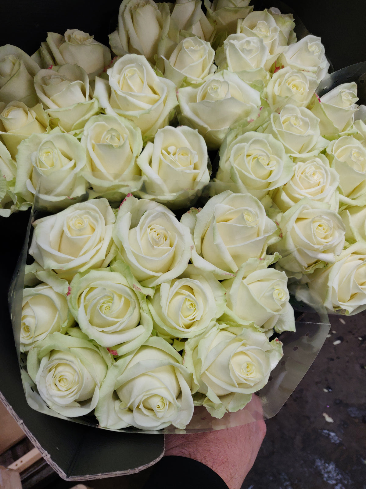 Savalanche Roses Rose Avalanche Ivory/White (×10) 55cm+ – NS Flowers Webshop
