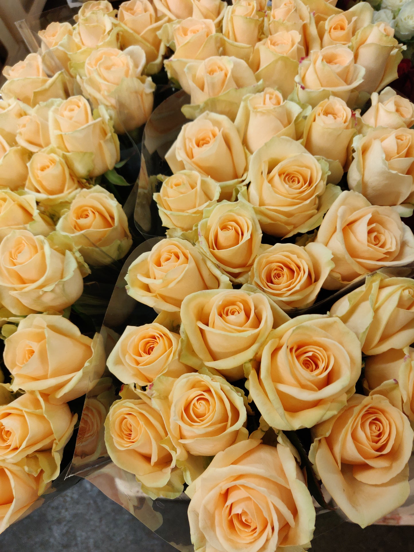 Rose Avalanche Peach (×10) 60cm