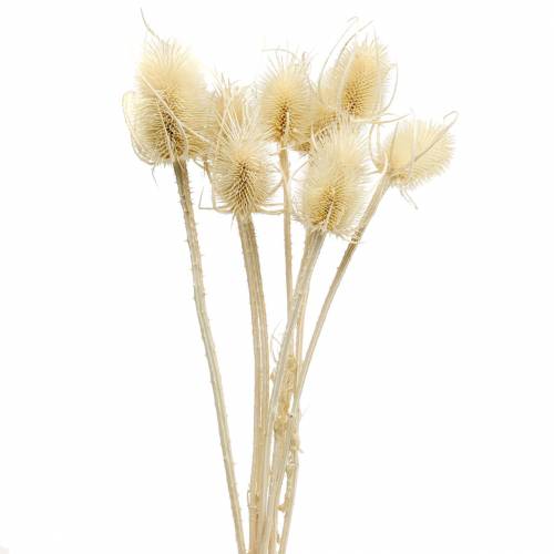 Preserved Bleached Thistle (10 Stems)