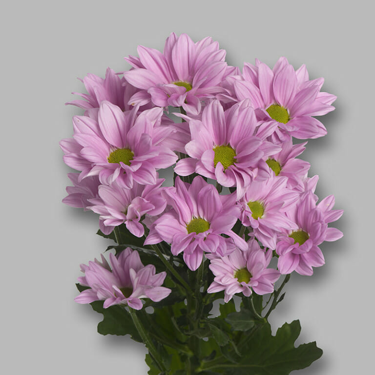 Chrysanthemum Pink Bunch (70cm)(×5 Stems)