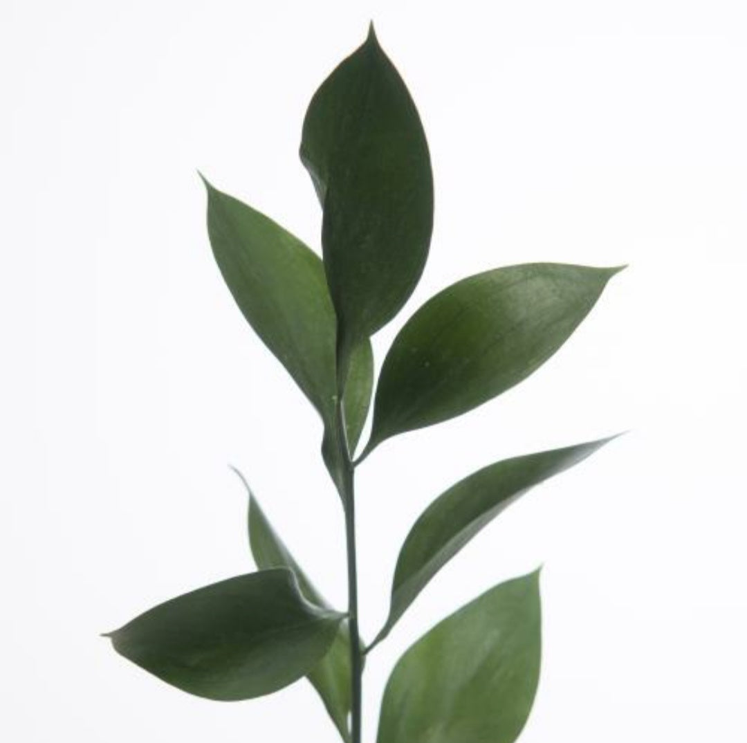 Ruscus Hard (60cm) (×10 Stems)