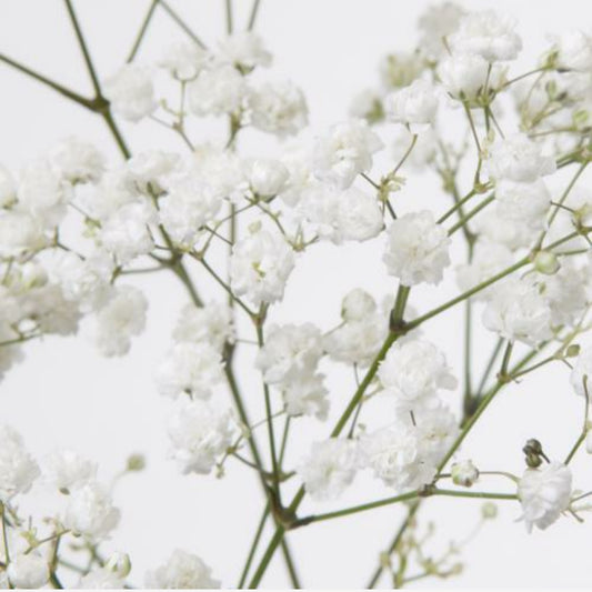 Gypsophila Standard (25 Stems) (60cm)